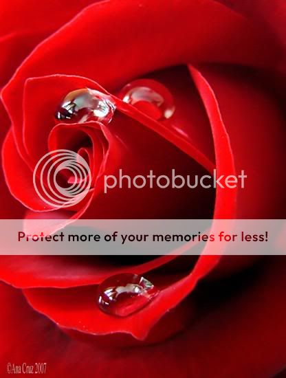 win messages of flowers wishes