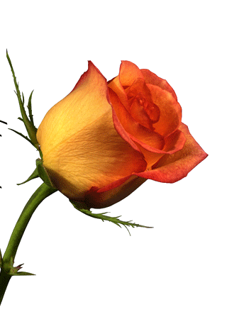 reflects to meetings