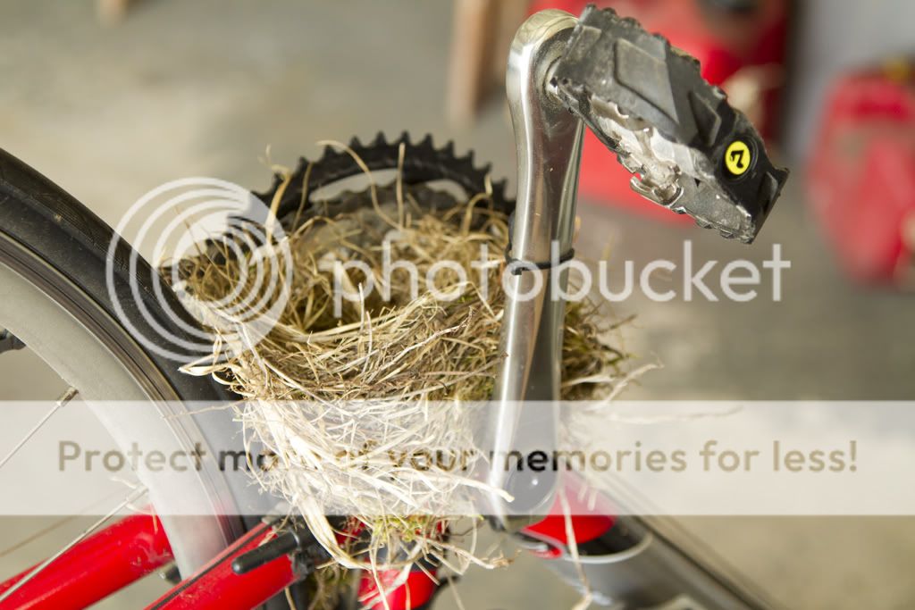 IMAGE: http://i509.photobucket.com/albums/s336/RoadWolf2/BicycleNest.jpg