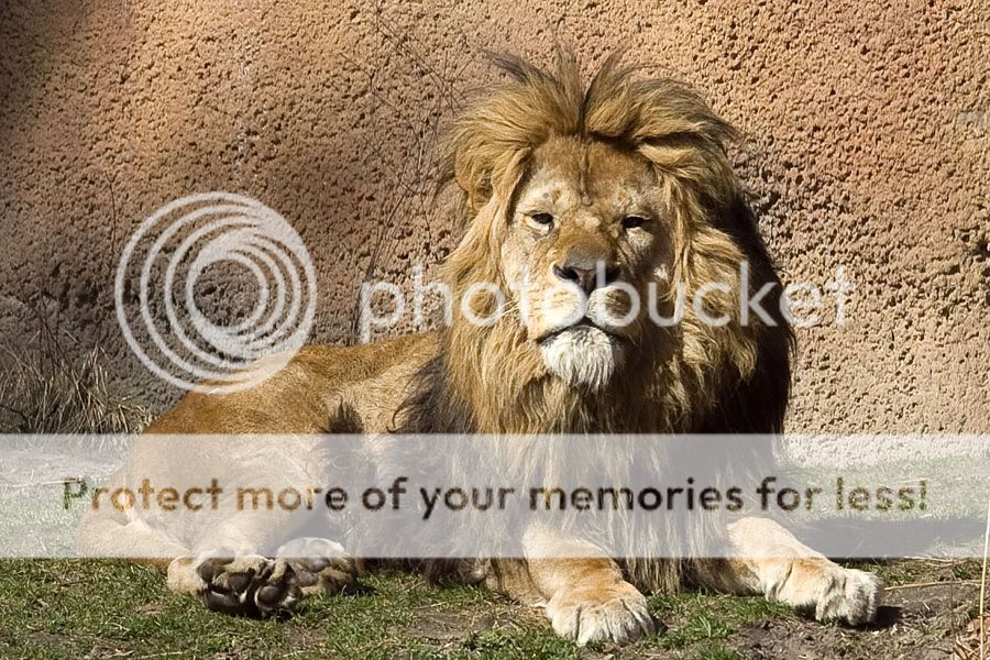 IMAGE: http://i509.photobucket.com/albums/s336/RoadWolf2/Lionlookingatyou.jpg