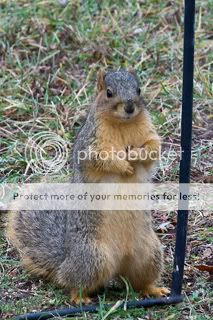 IMAGE: http://i509.photobucket.com/albums/s336/RoadWolf2/SquirrelforPB.jpg