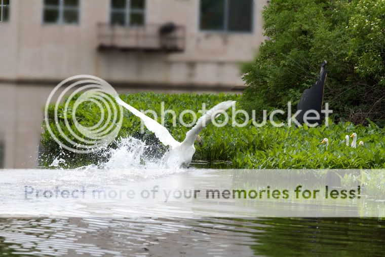 IMAGE: http://i509.photobucket.com/albums/s336/RoadWolf2/SwanAttack4.jpg