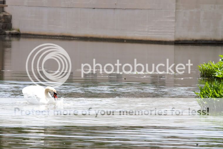 IMAGE: http://i509.photobucket.com/albums/s336/RoadWolf2/SwanAttack5.jpg