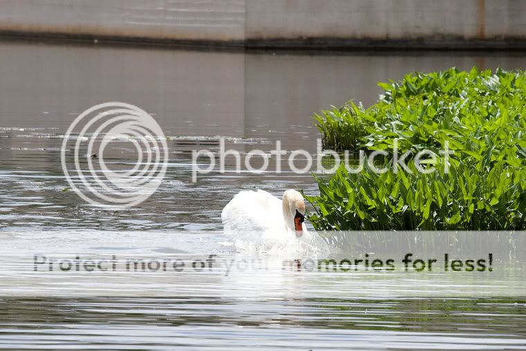 IMAGE: http://i509.photobucket.com/albums/s336/RoadWolf2/SwanAttack6.jpg