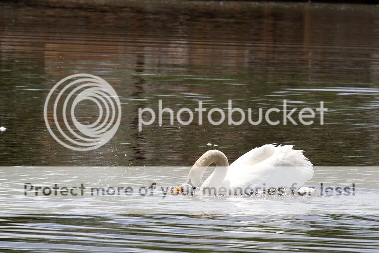 IMAGE: http://i509.photobucket.com/albums/s336/RoadWolf2/SwanAttack8.jpg