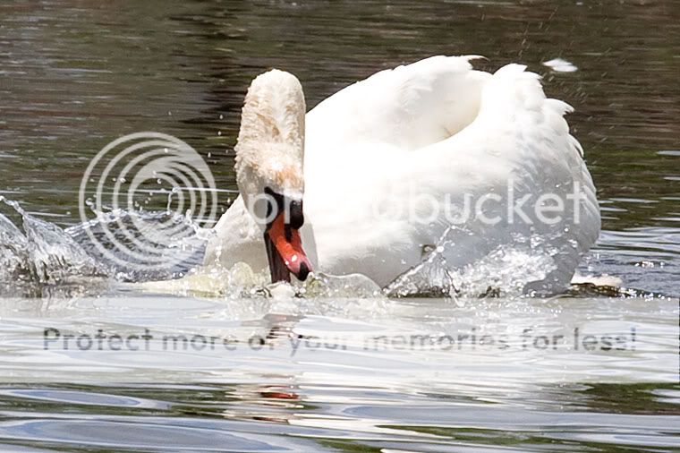 IMAGE: http://i509.photobucket.com/albums/s336/RoadWolf2/SwanAttack9B.jpg