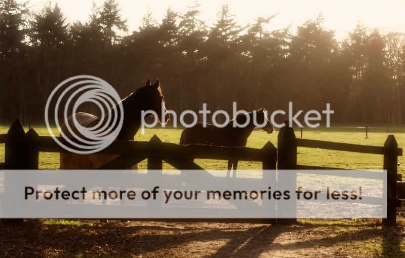 Fotografie