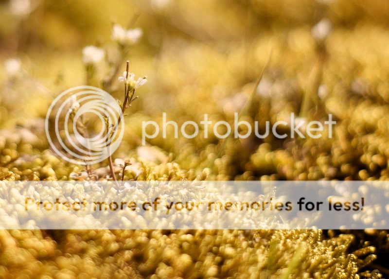 Fotografie
